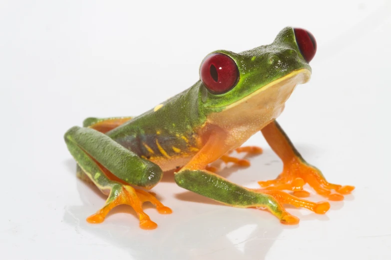 a red eyed frog sitting on top of an orange substance