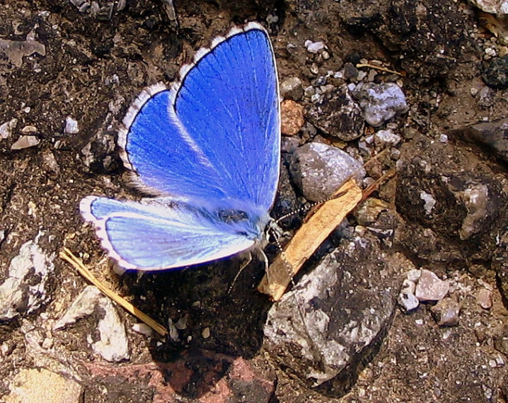a blue erfly is standing in the dirt