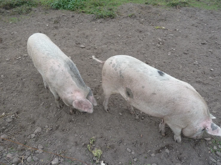 two pigs on dirt ground with grass in background