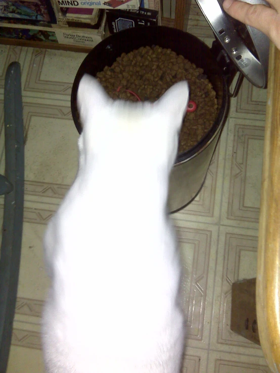 a cat is watching another cat eating from a bowl