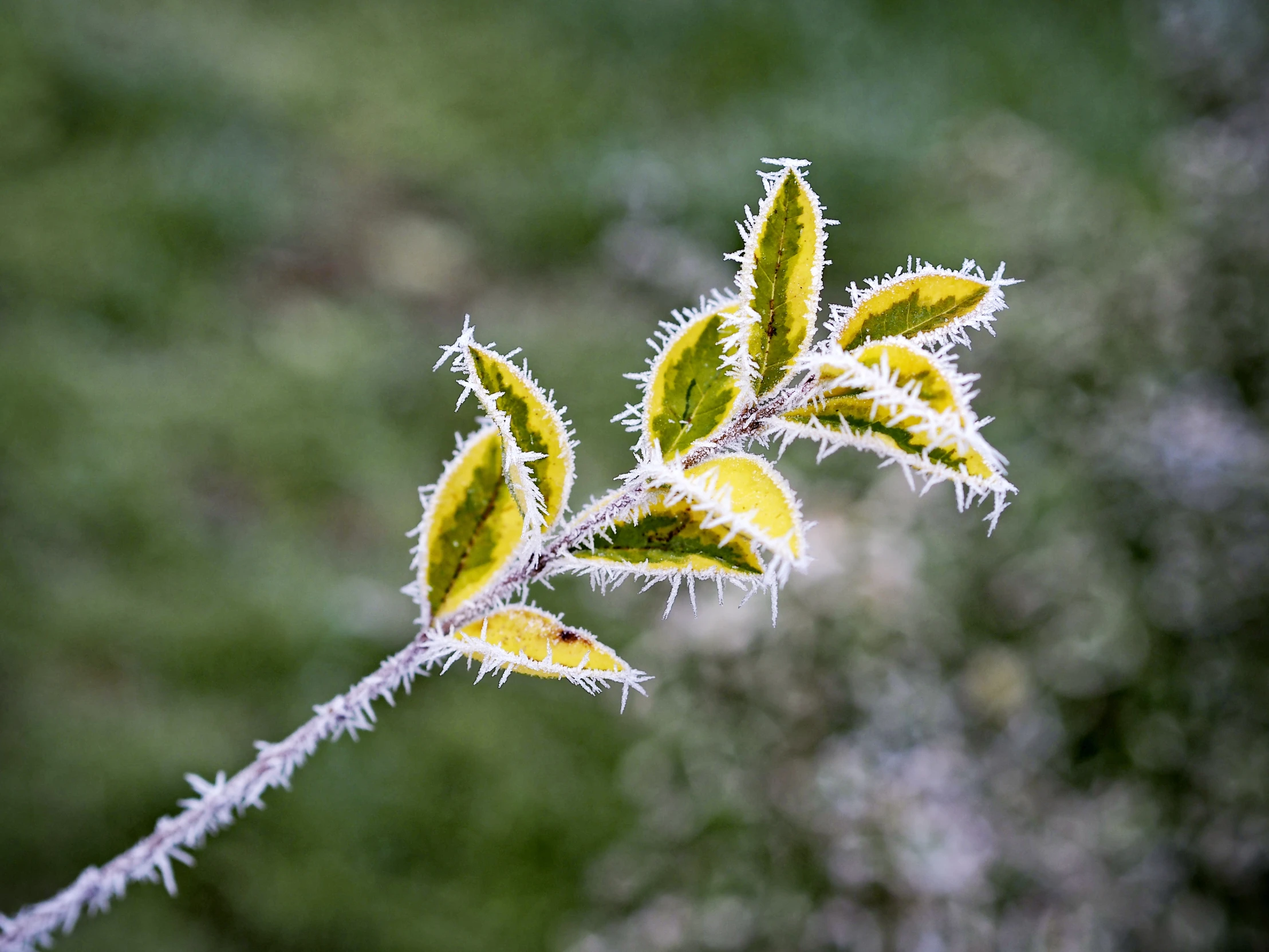 some frosty nches on a nch with lots of green leaves