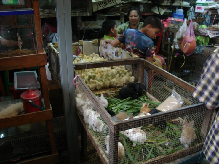 some people and two rabbits in cages in a market
