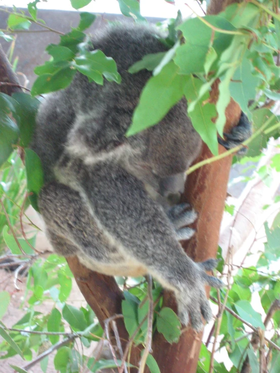 a koala resting on a pole surrounded by green foliage