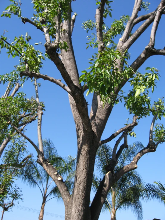 a large tree with many nches in front of blue sky
