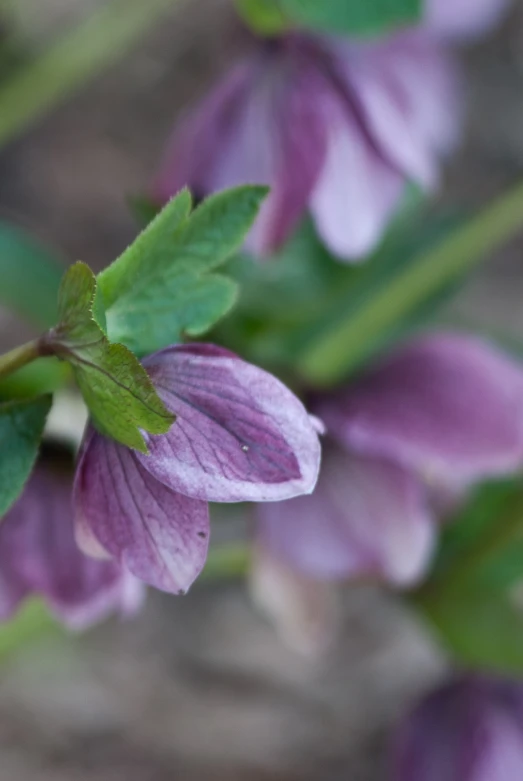 an image of a pink flower that is blooming