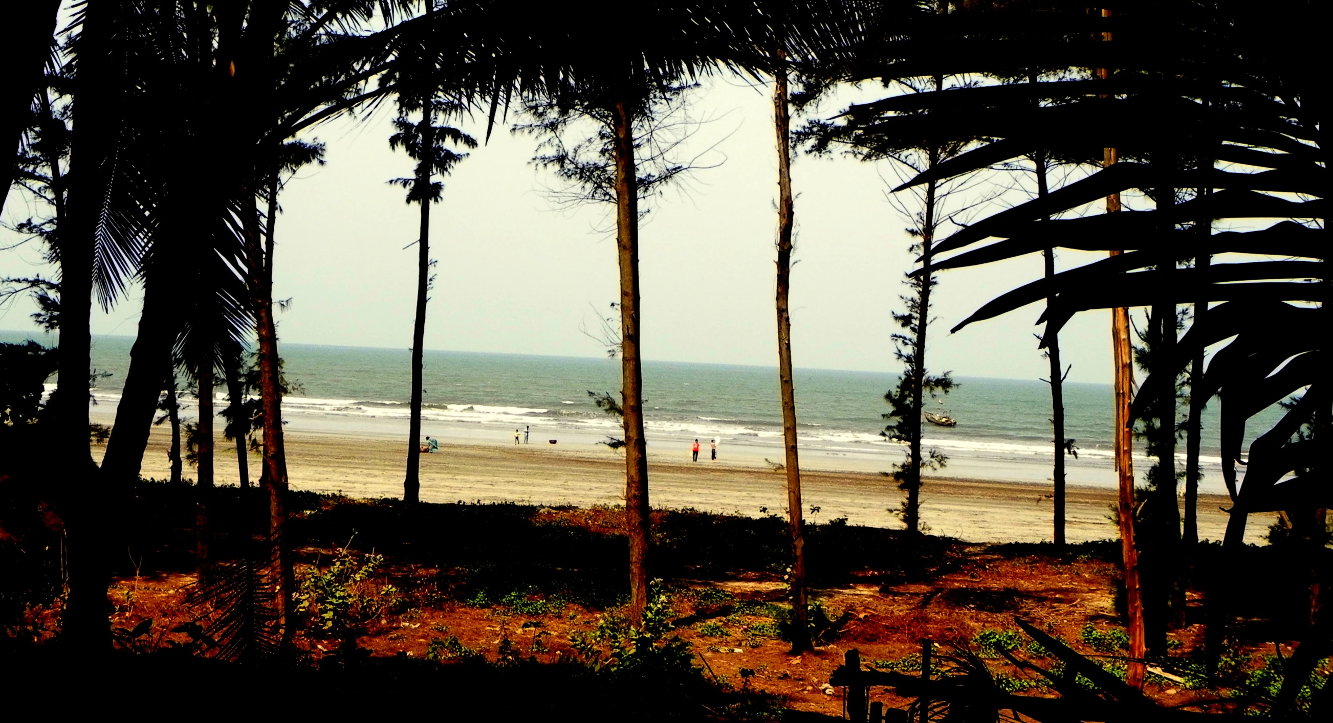 palm trees are shown by the beach and ocean