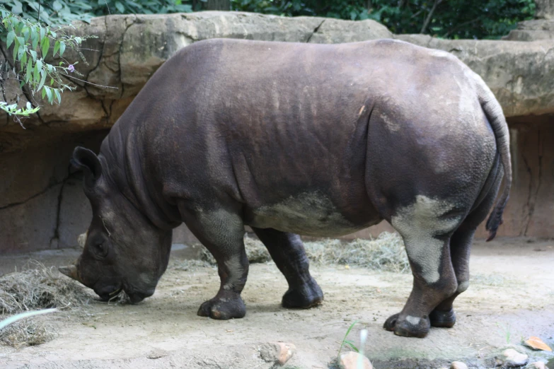 a large rhino standing next to a stone wall