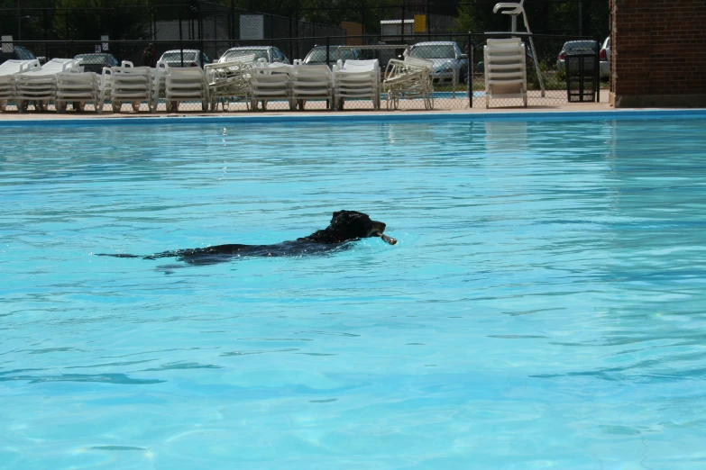 black lab swimming in pool next to chairs