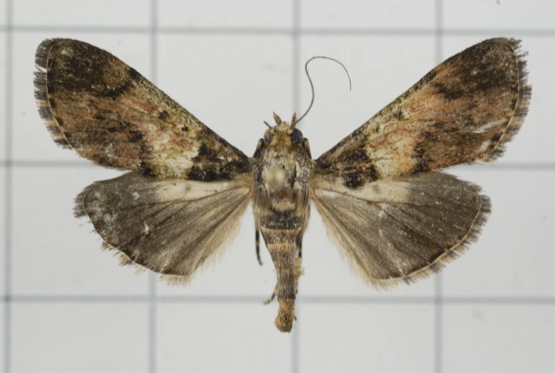 this is a moth perched on a tiled surface