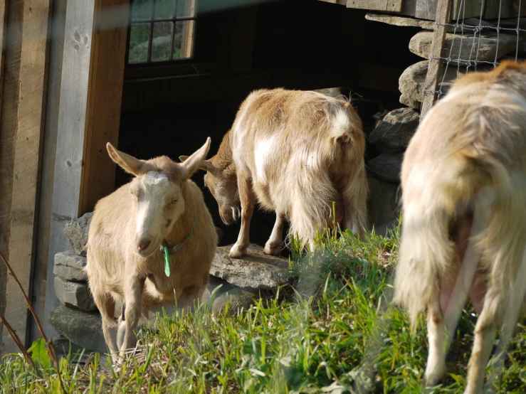three goats in a grassy area near rocks and a shed