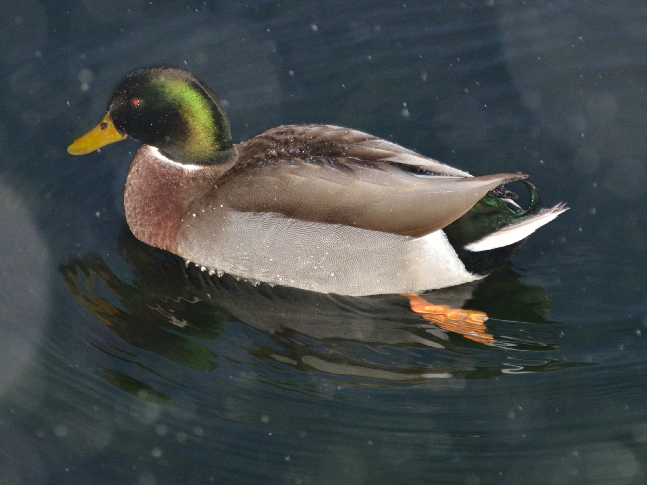 the mallard is swimming with an orange beak