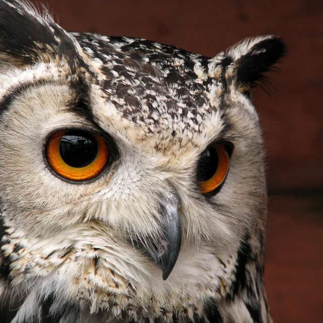 an owl with large, orange eyes stands in front of a brown background