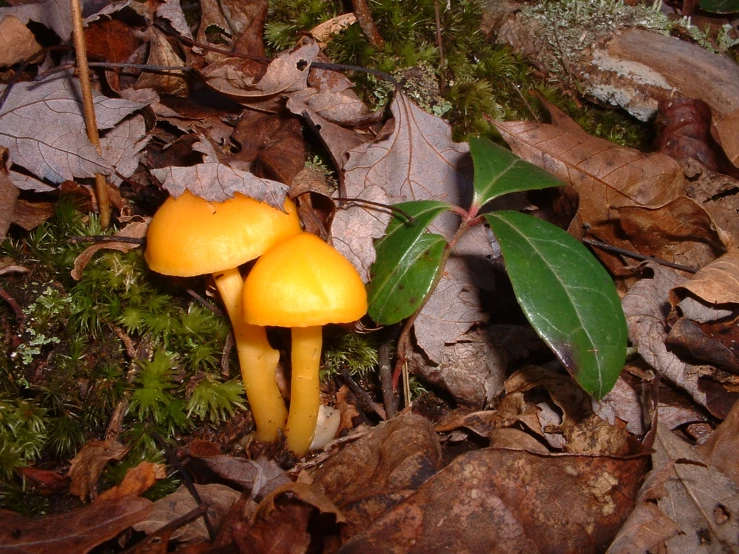 yellow mushrooms in a woodland setting, with green leaves on the ground