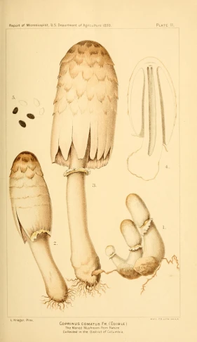 an antique book shows the evolution of mushrooms