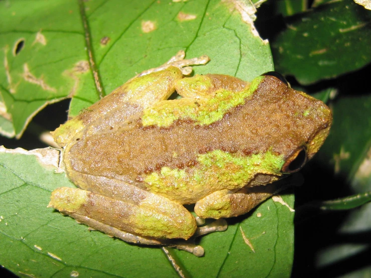 a brown frog sitting on top of a green leaf