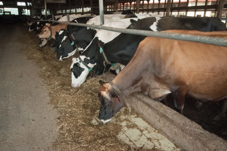 some cows are grazing in the fenced in barn