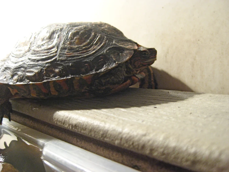 two brown tortoiseshells resting in a cage