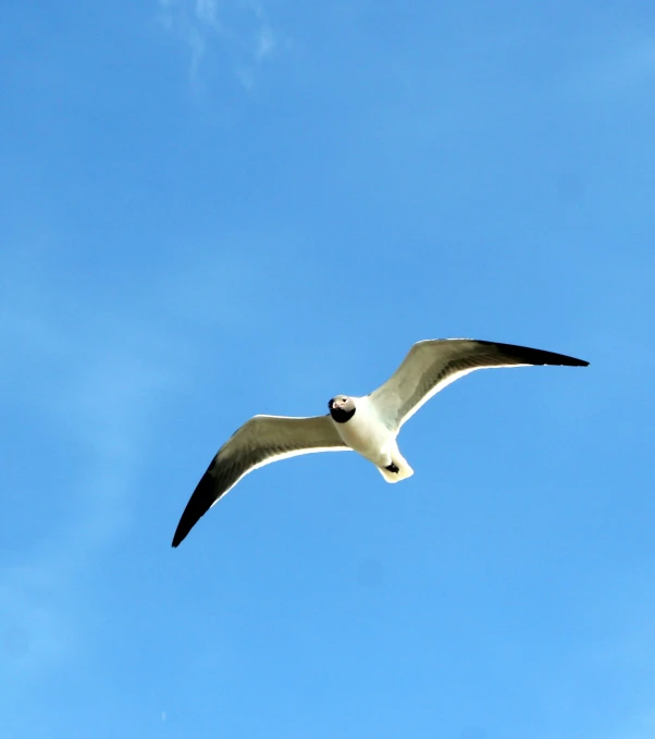 white and black bird flying through the sky