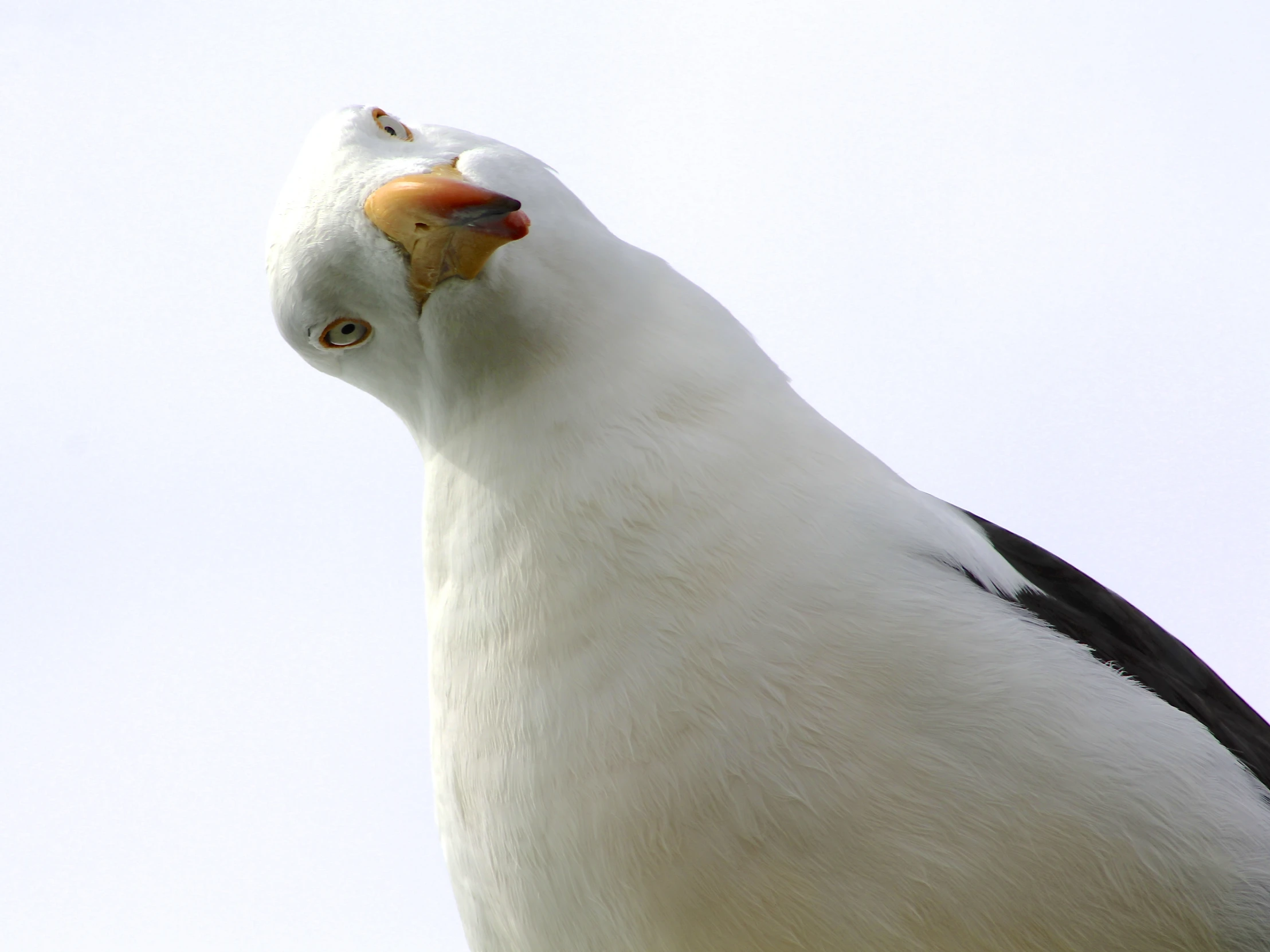 a black and white bird looking up at the sky