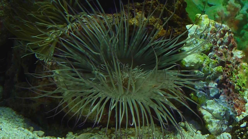 a sea anemone looking for some food in it's shells