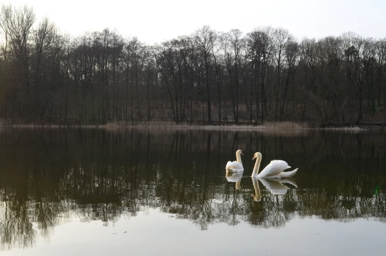 two swans on the edge of a lake during autumn