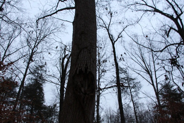 there are many birds that are looking for food on the tree