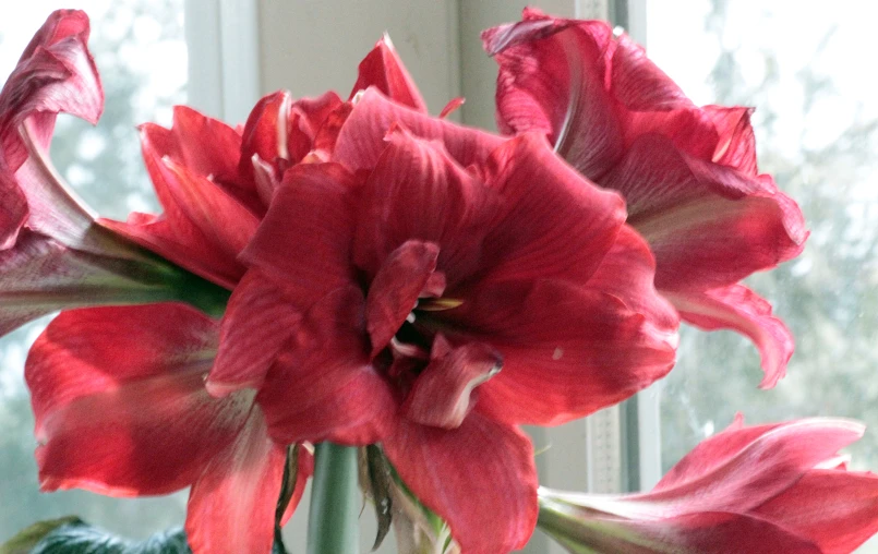 a close up of a red flower in a vase