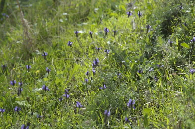 an animal with a collar sitting in the grass