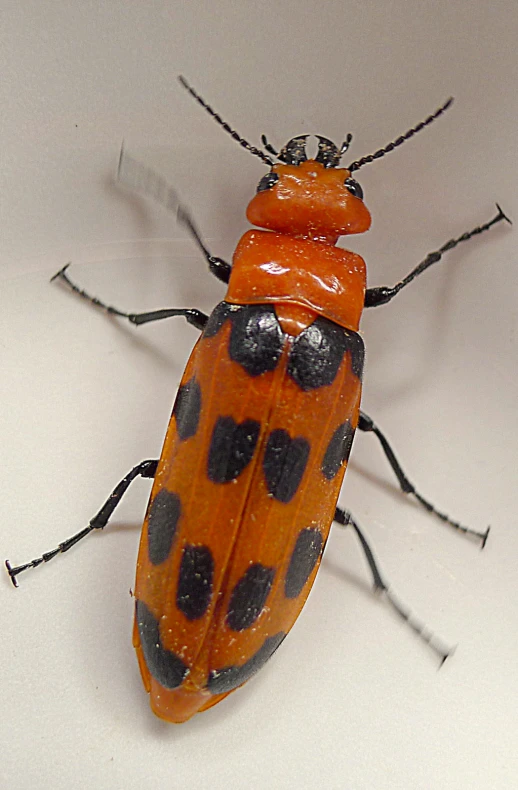 an orange and black insect sitting on top of a table