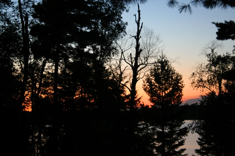 trees in the woods near the water at sunset