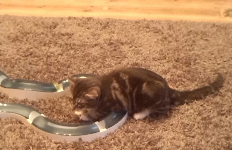 a cat is playing with an open tube on the carpet