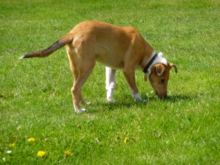a brown and white dog grazing in the grass