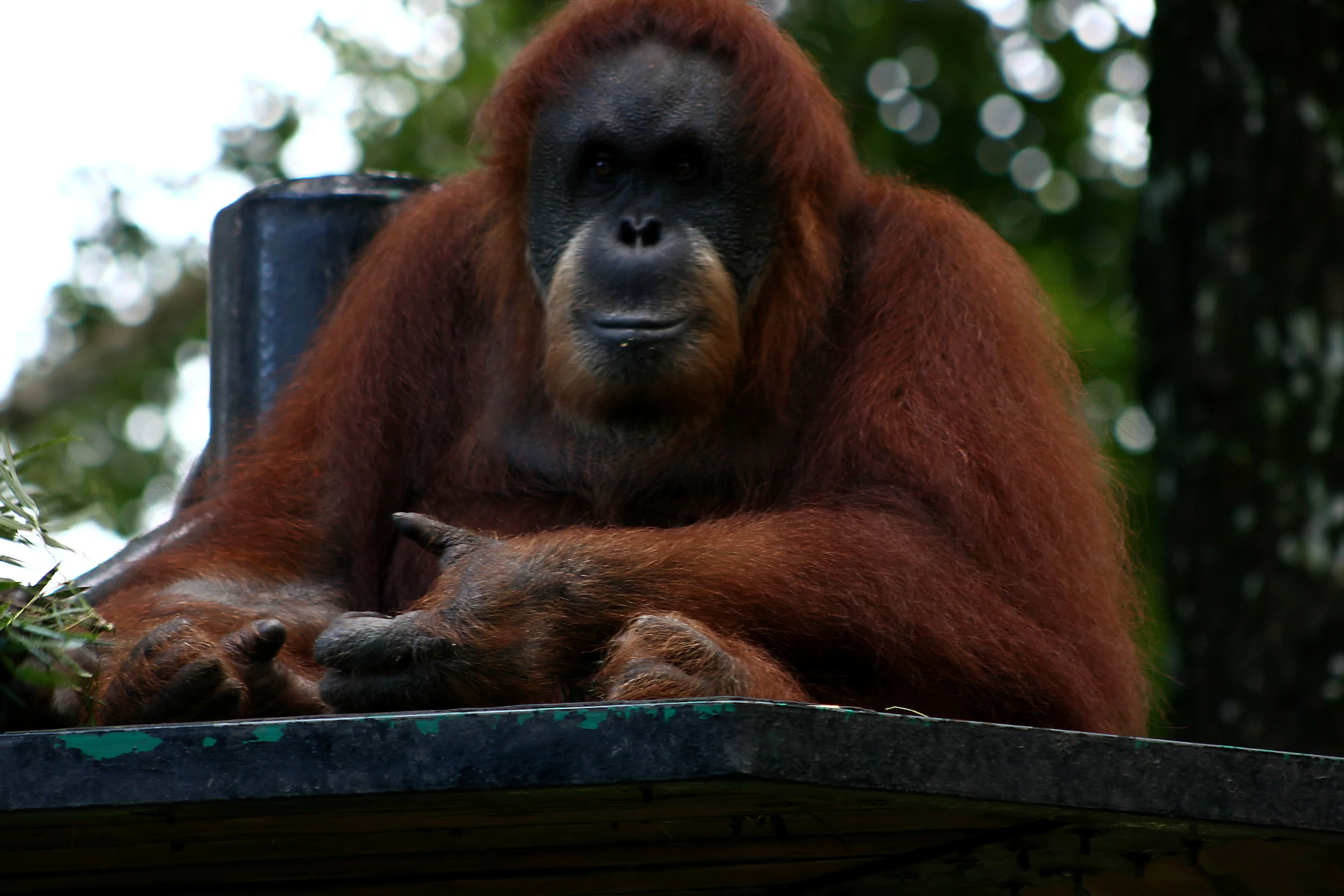 an orangue laying on top of a roof in a zoo