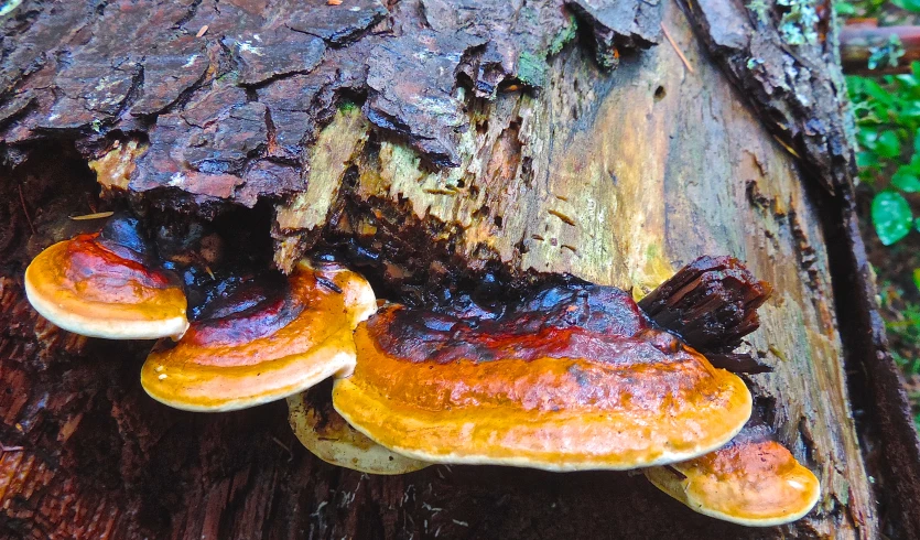 some mushrooms growing out of the bark of a fallen tree