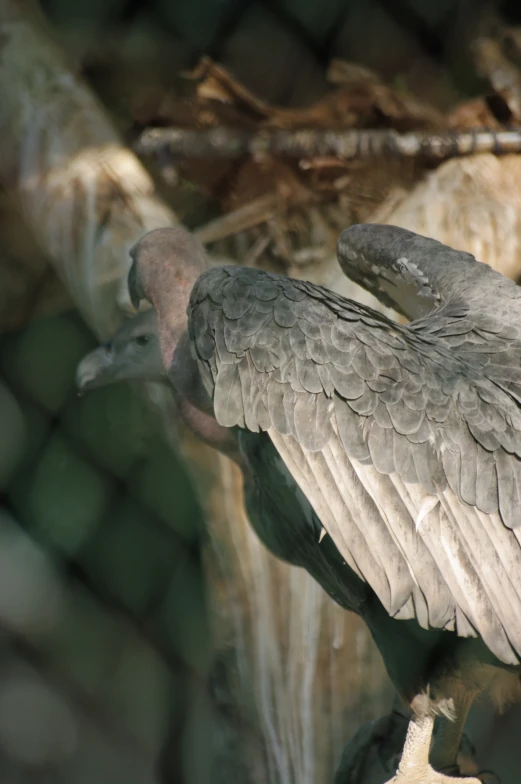 a large bird that is standing up with wings spread