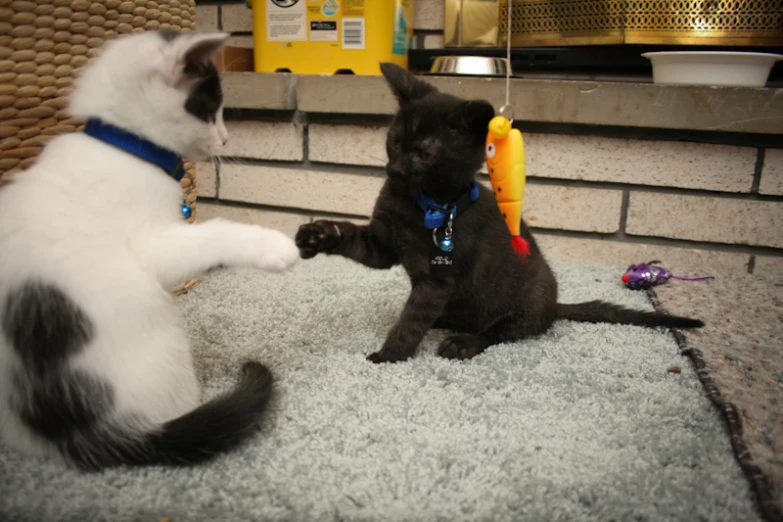 there is a cat and a dog playing on the carpet