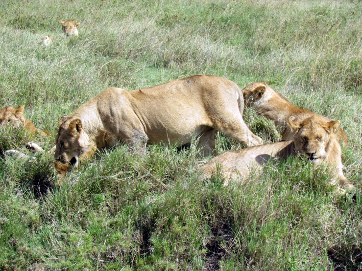 three lions are sitting in a lush green field