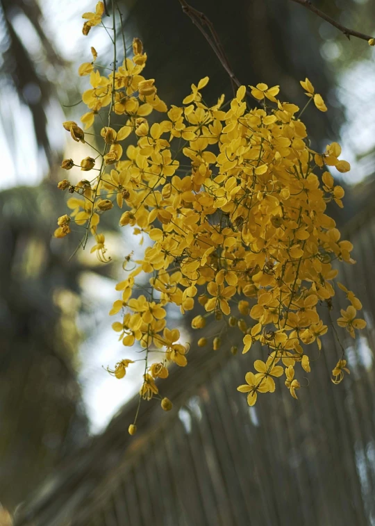 a flower hanging up on a wire fence