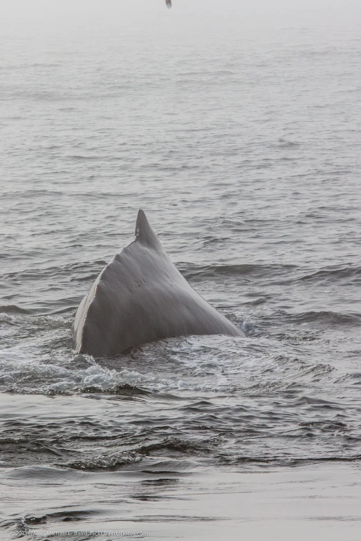 a humpback whale is poking its head out of the water