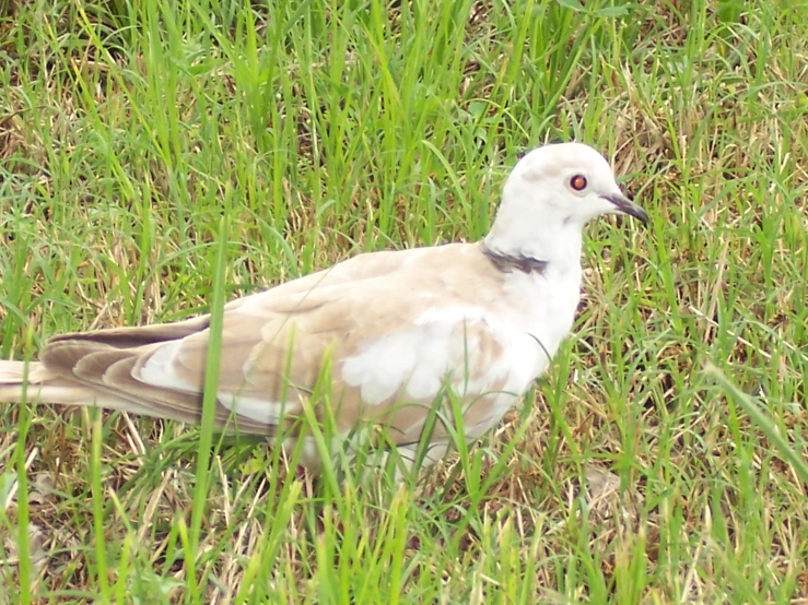 a white bird with brown feathers standing in the grass