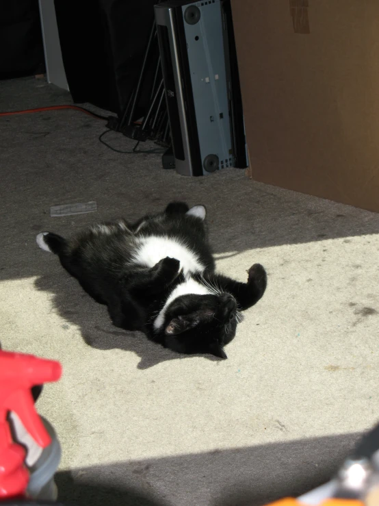 a small black and white dog rolling on the floor