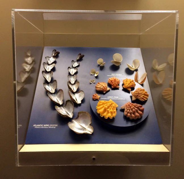 a display case contains spoons, a plate and several pieces of cut up leaves