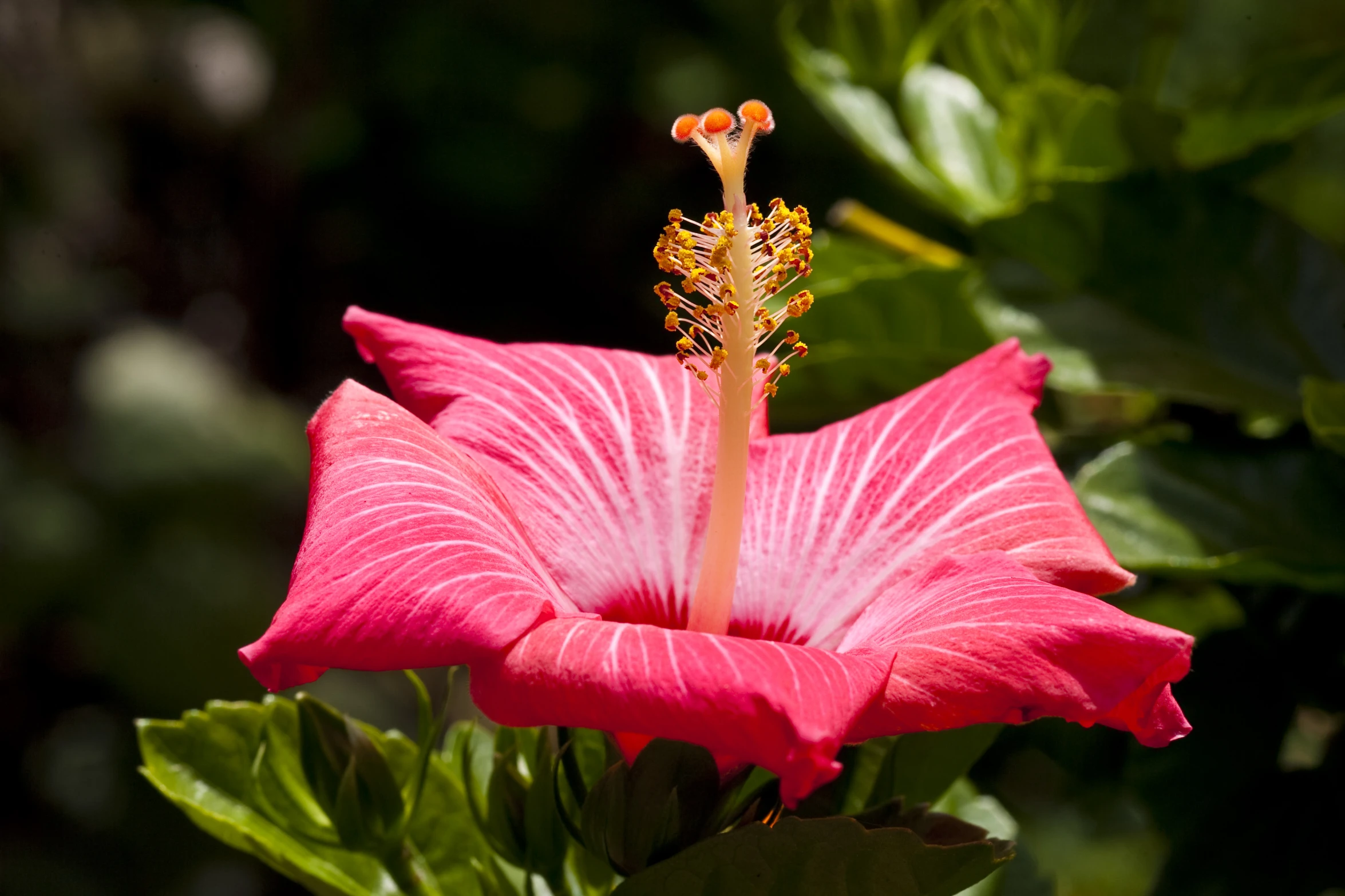 large bright pink flower in open area with leaves