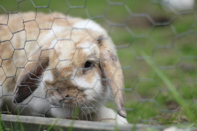 an animal in an enclosure with green grass