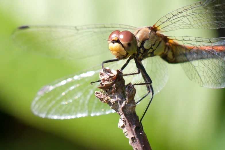 a close up of a dragonfly on a stem