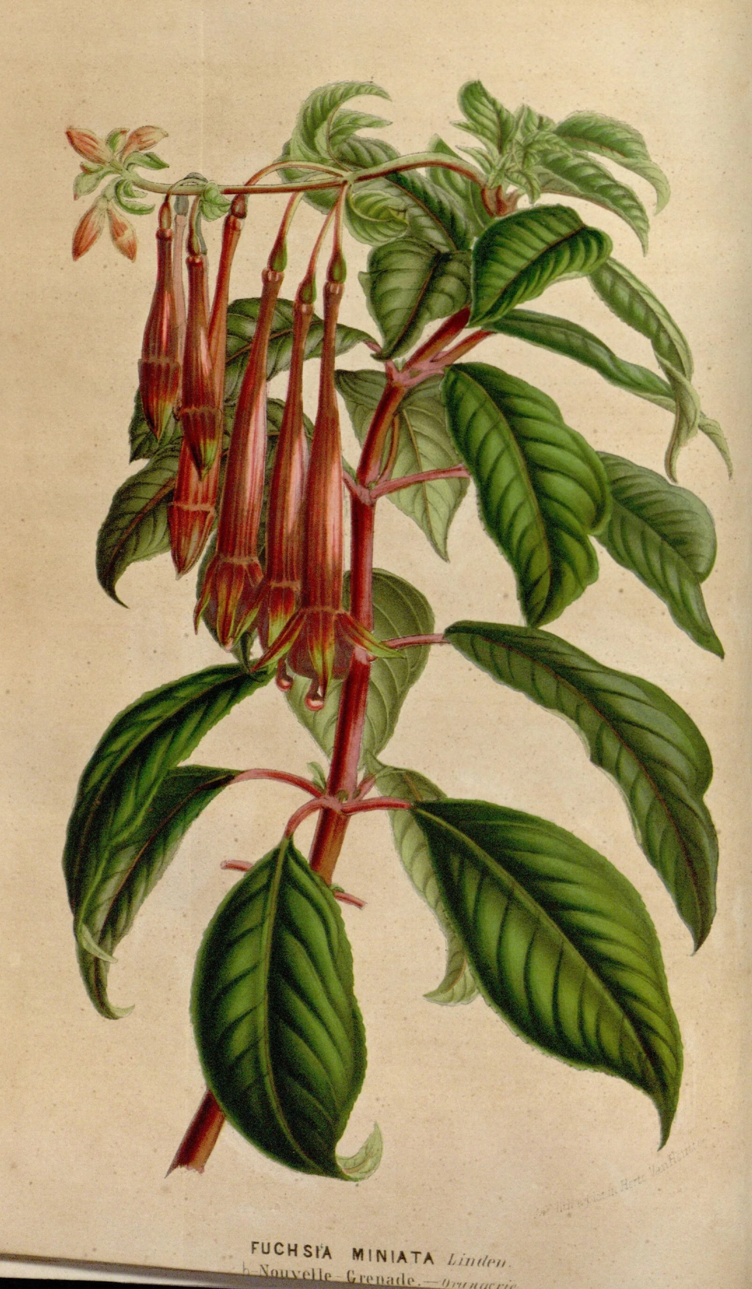 botanical painting of a leafy plant and buds