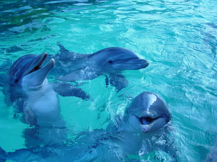 two dolphins in the water playing and swimming