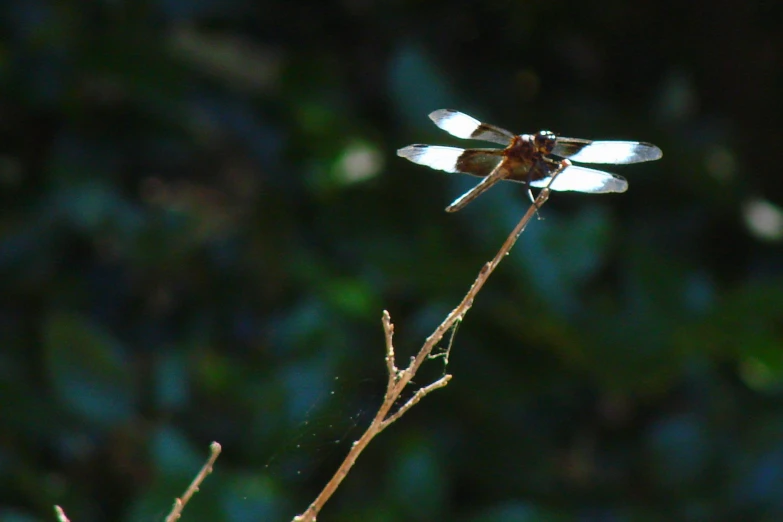 a dragonfly perches on top of a nch