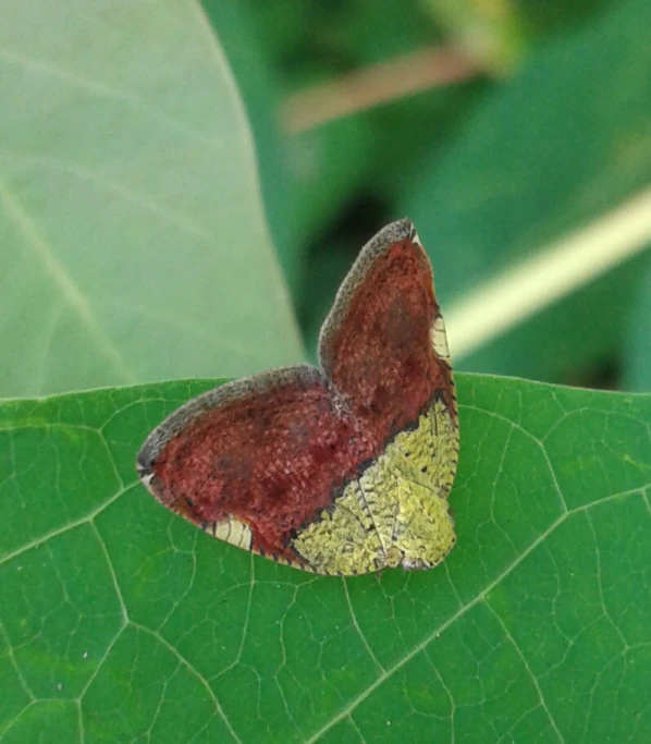 a brown erfly with red markings sitting on a green leaf