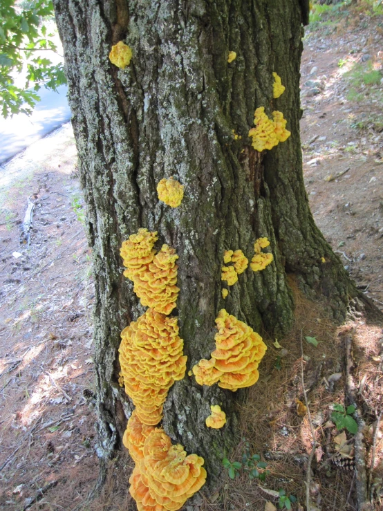 orange mushrooms growing on a tree in the forest
